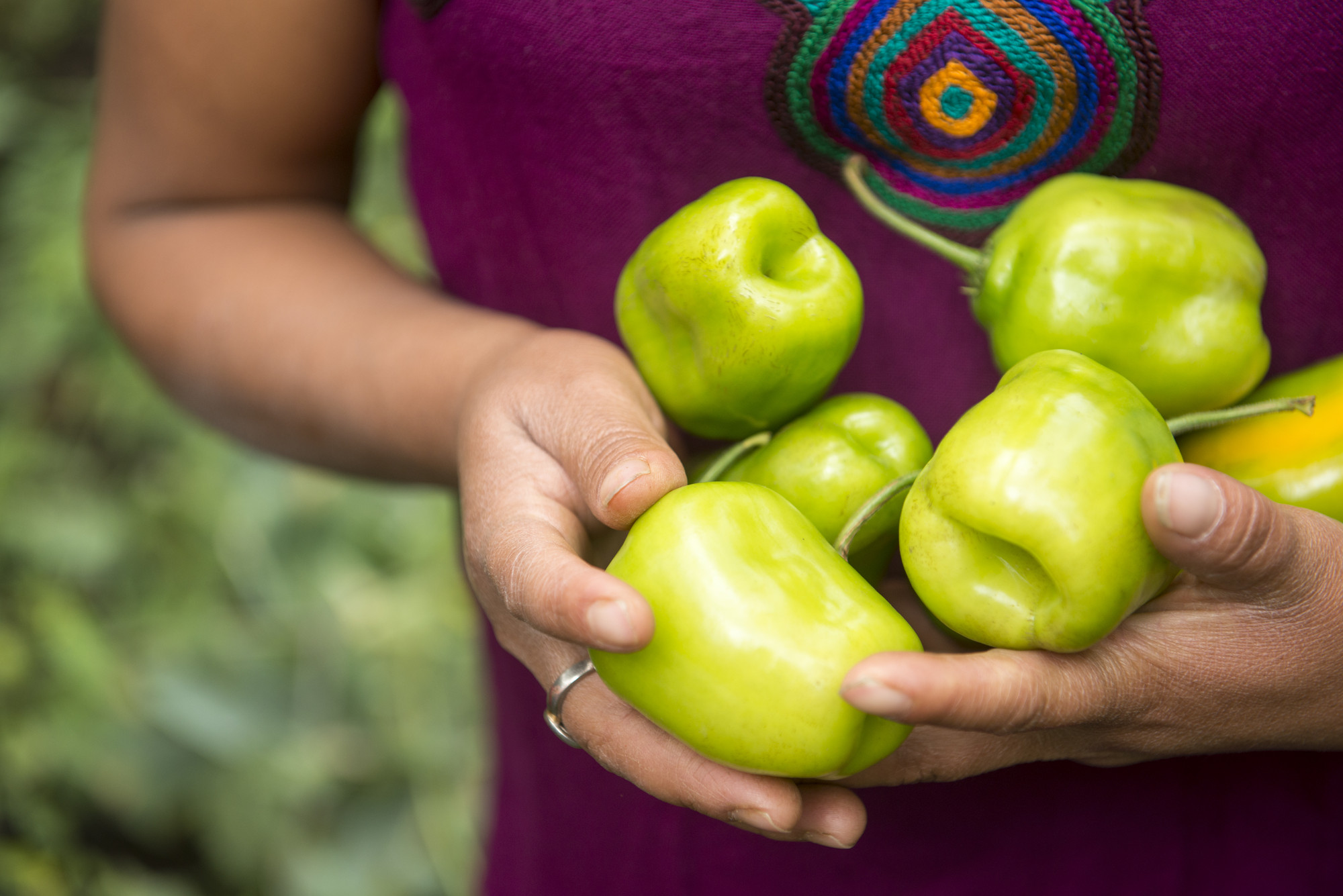 Close-up of the hands of a Guatemalan woman holding peppers.