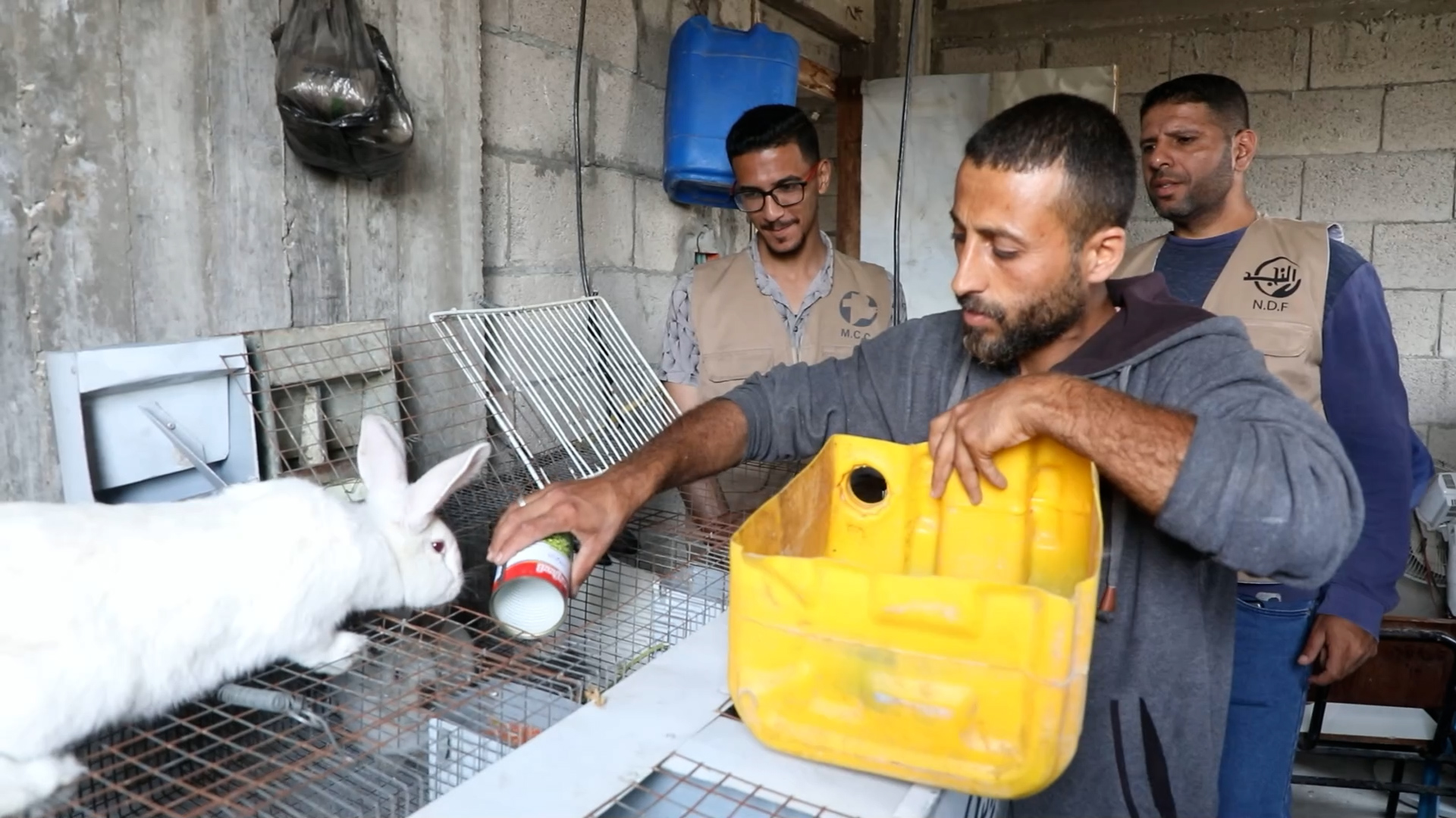man pours food into rabbit cage while rabbit watches and two men observe