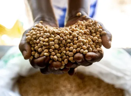 A person's hands holding cow peas